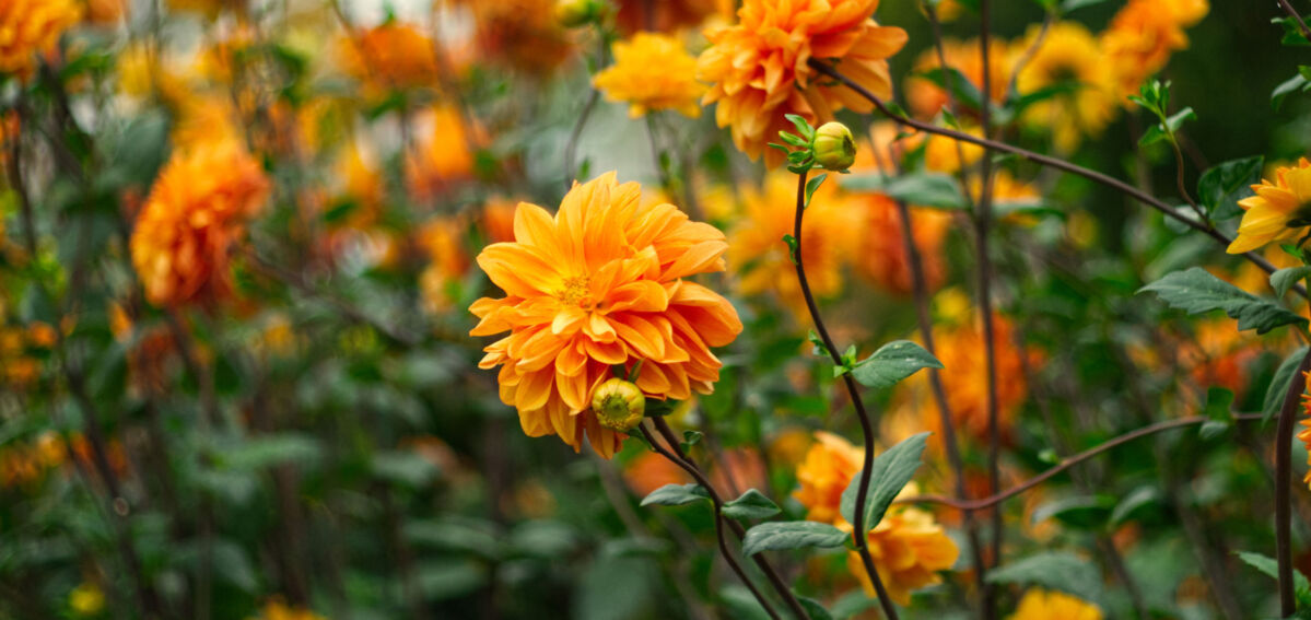 Smart-Packaging-Solutions-bloemen-1 Smart-Packaging-Solutions-bloemen-1