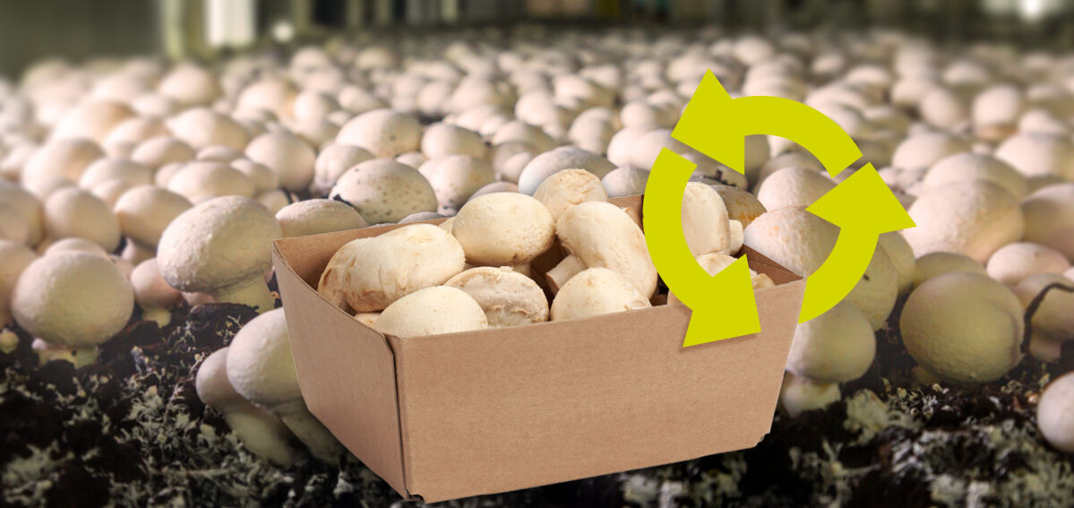 Smart-Packaging-Solutions-Punnet-Product Smart-Packaging-Solutions-Punnet-Product